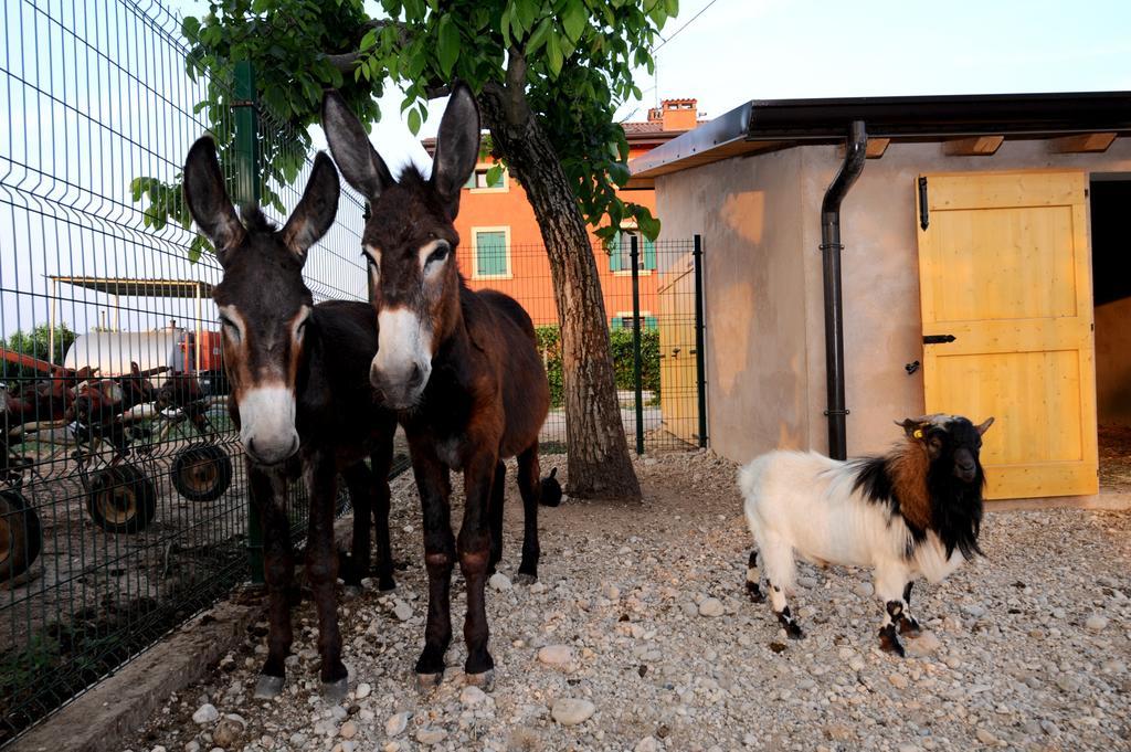 Agriturismo Al Barco Sommacampagna Exteriör bild