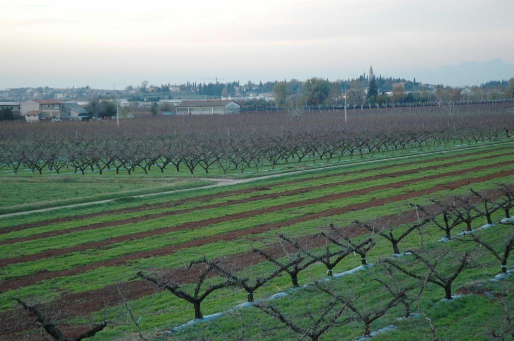 Agriturismo Al Barco Sommacampagna Rum bild